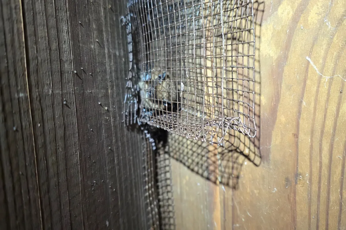 Animal Proofing in Hermosa Beach, CA