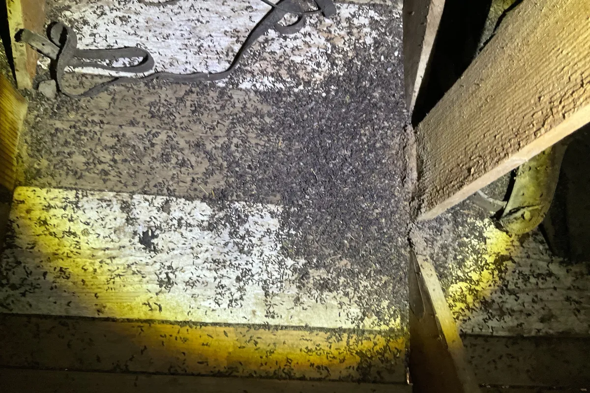 Attic Cleanup in Hermosa Beach, CA