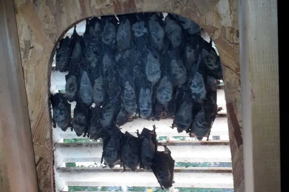 Bat Removal in Hermosa Beach, CA