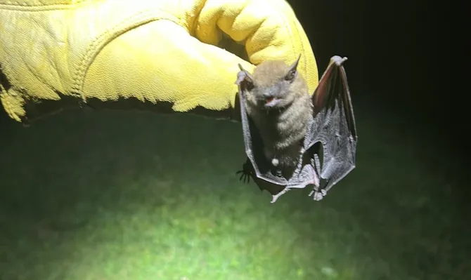 Bat Removal inspection by our technician