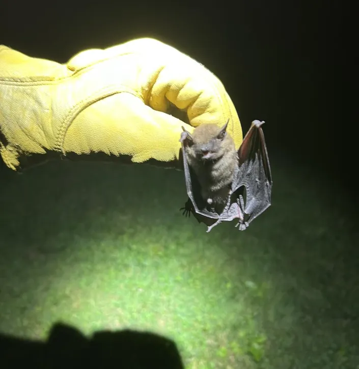 Technician holding a bat with a protective glove during a night removal