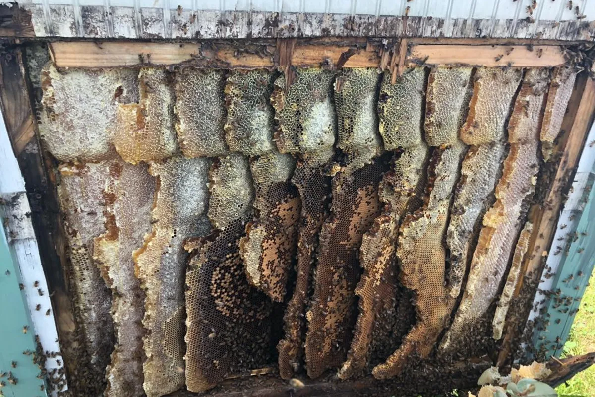 Bee Removal in Hermosa Beach, CA
