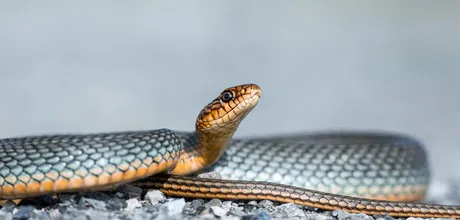 Garter snake on gravel in a South Bay yard