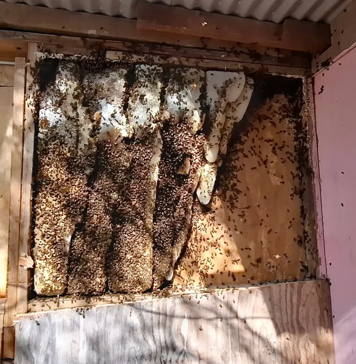 Honeycomb exposed inside a wall during a bee removal