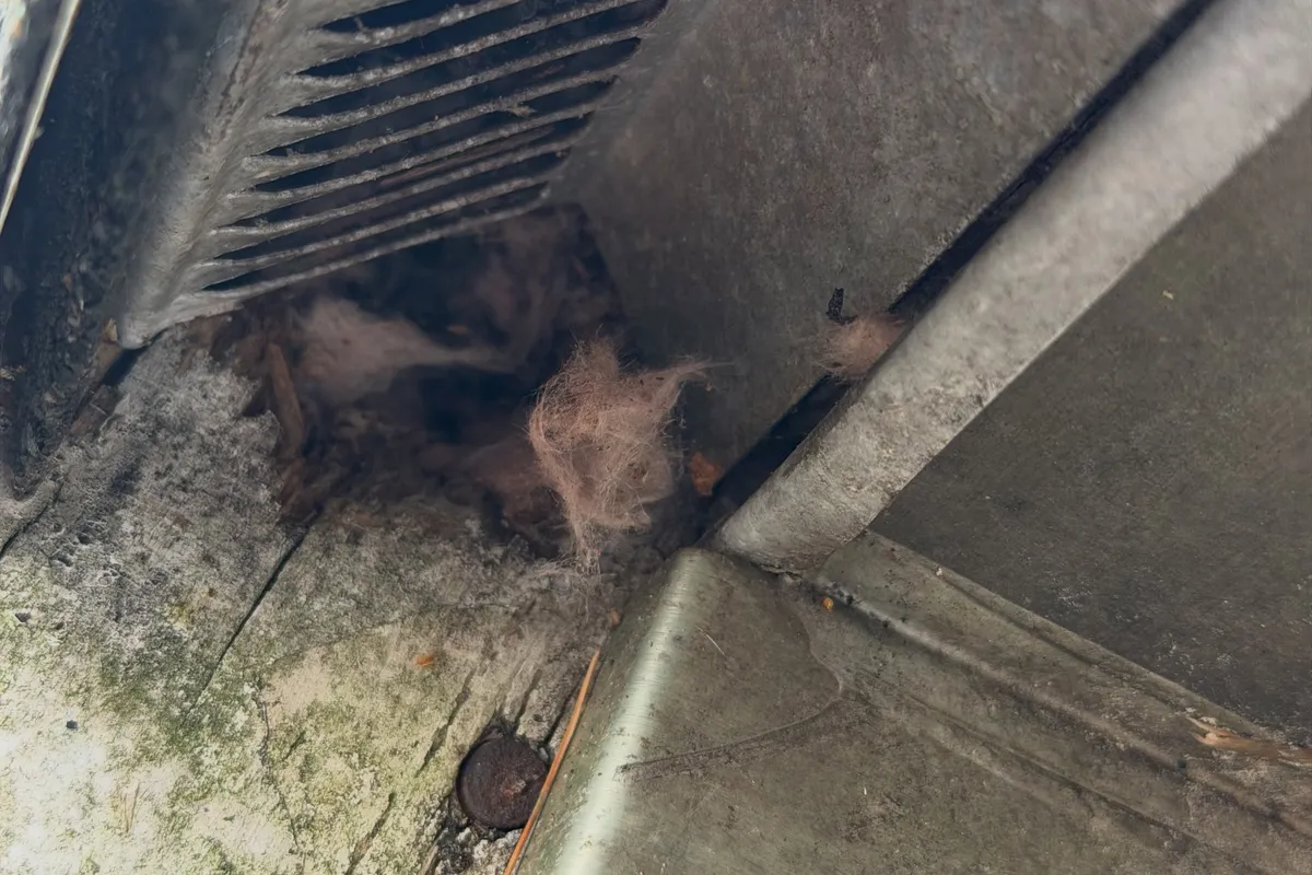 Bat exclusion at a commercial building vent in El Segundo, CA