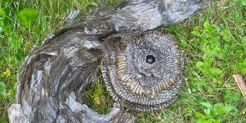 Detail from the wasp nest removal job in Manhattan Beach