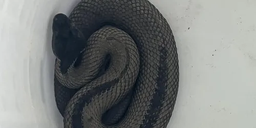 Detail from the snake removal job in Redondo Beach