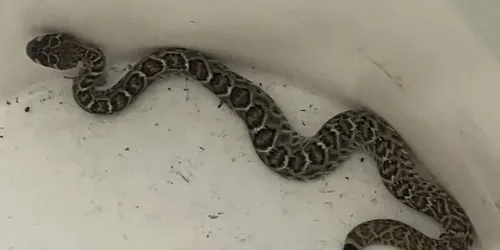 Detail from the snake removal job in Rancho Palos Verdes