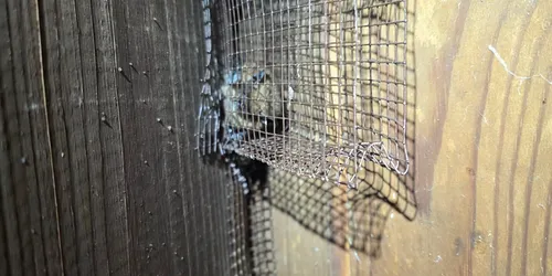 Detail from the animal proofing job in Hermosa Beach