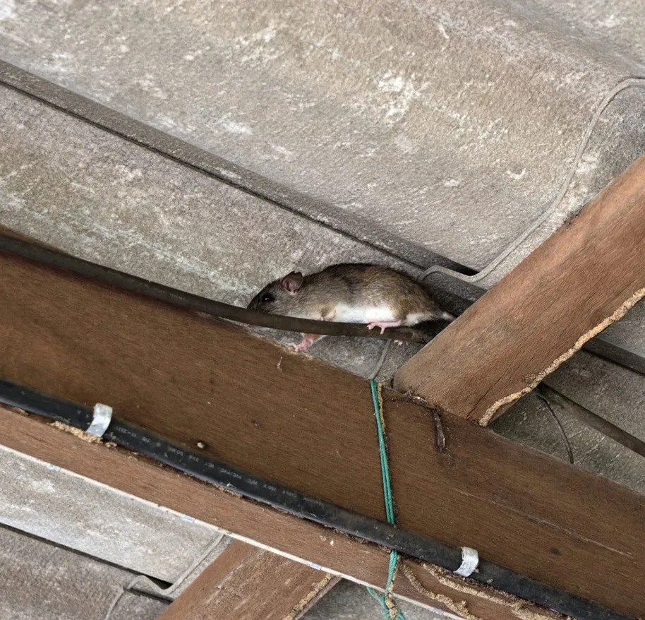 Roof rat found on an attic beam during an inspection