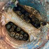 Recent bee removal job