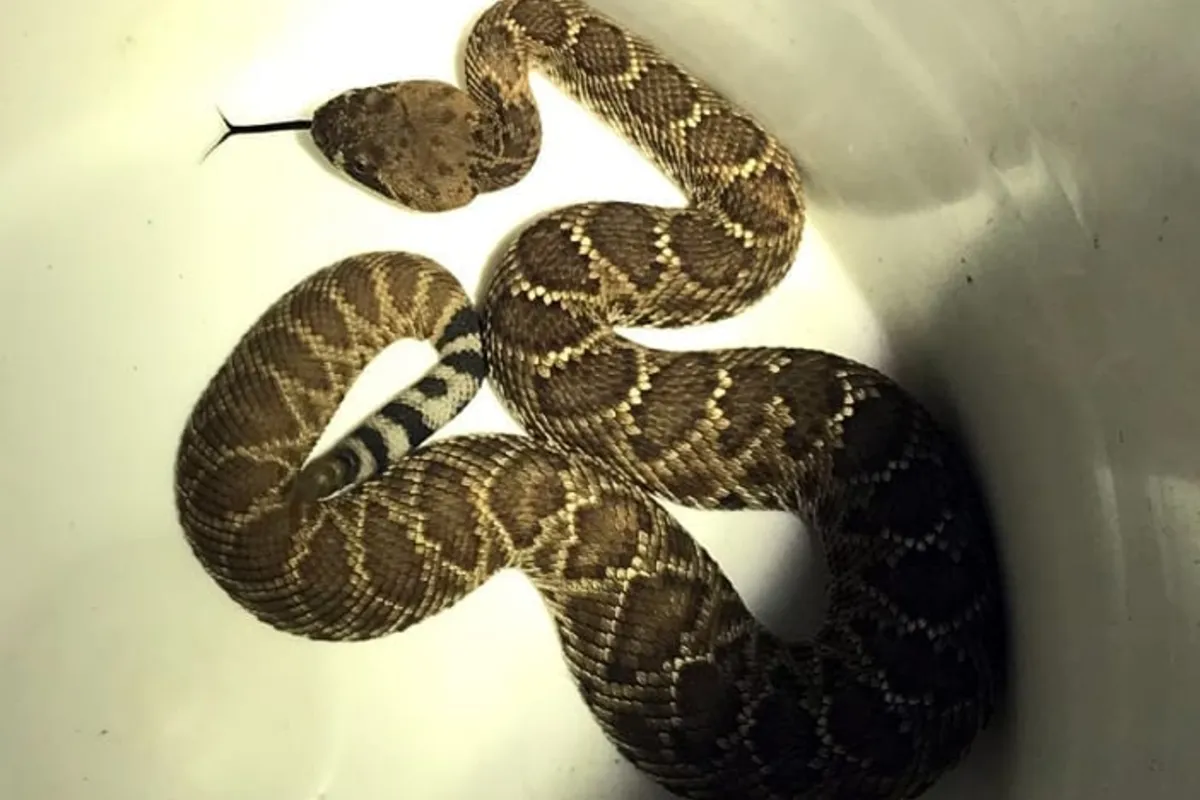 Snake Removal in Hermosa Beach, CA