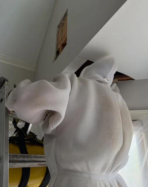 Technician in a bee suit removing a hive from a ceiling