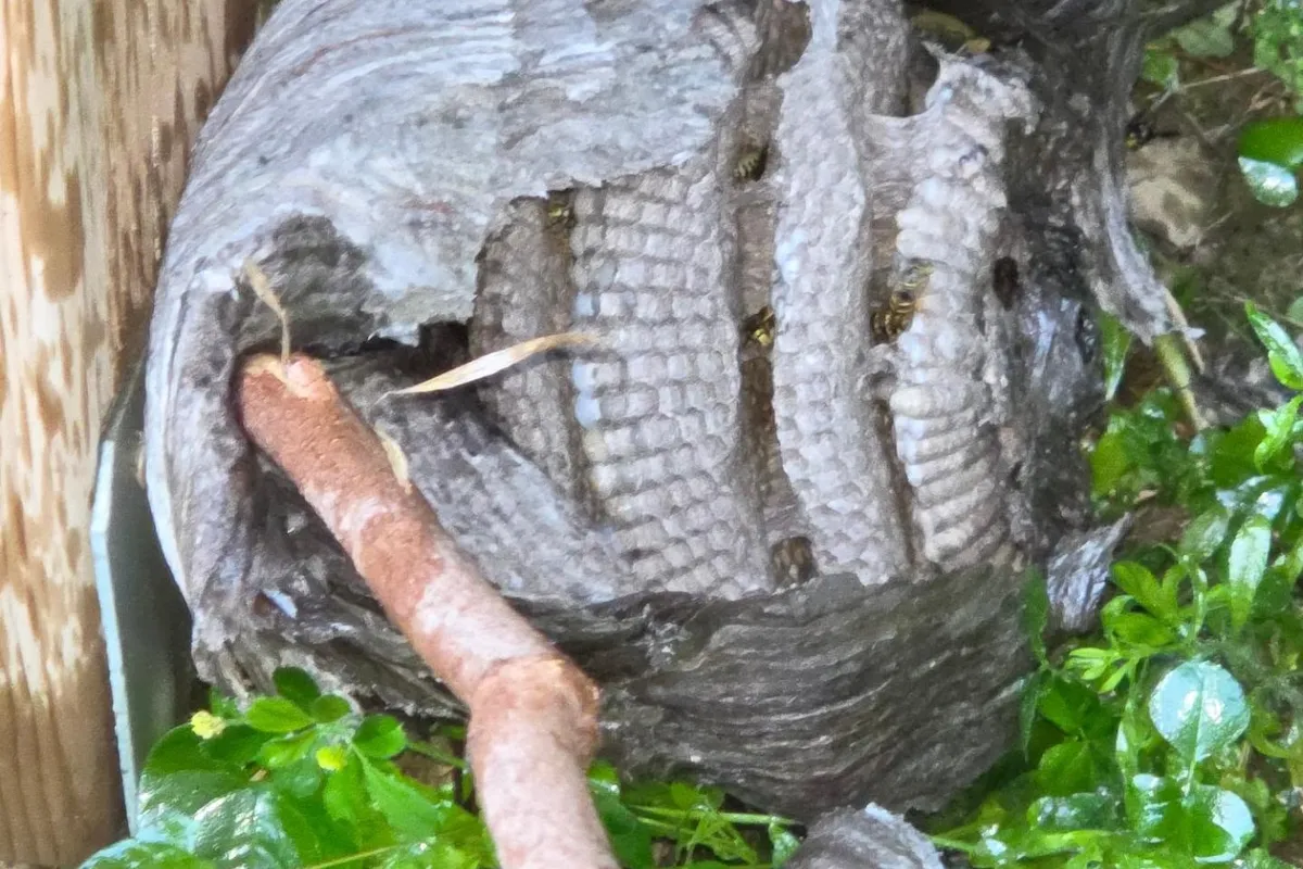Wasp Nest Removal in Hermosa Beach, CA