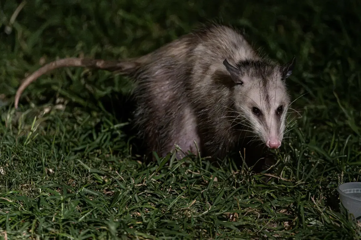Wildlife Removal in Hermosa Beach, CA