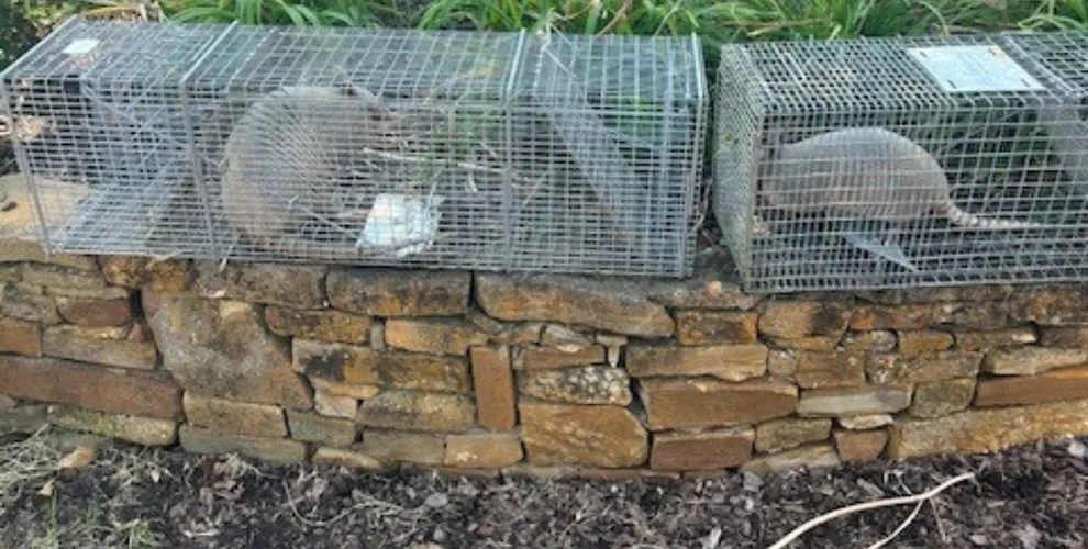 Wildlife Removal work completed by Hermosa Shoreline technicians